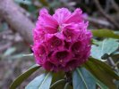 Květ rododendronu